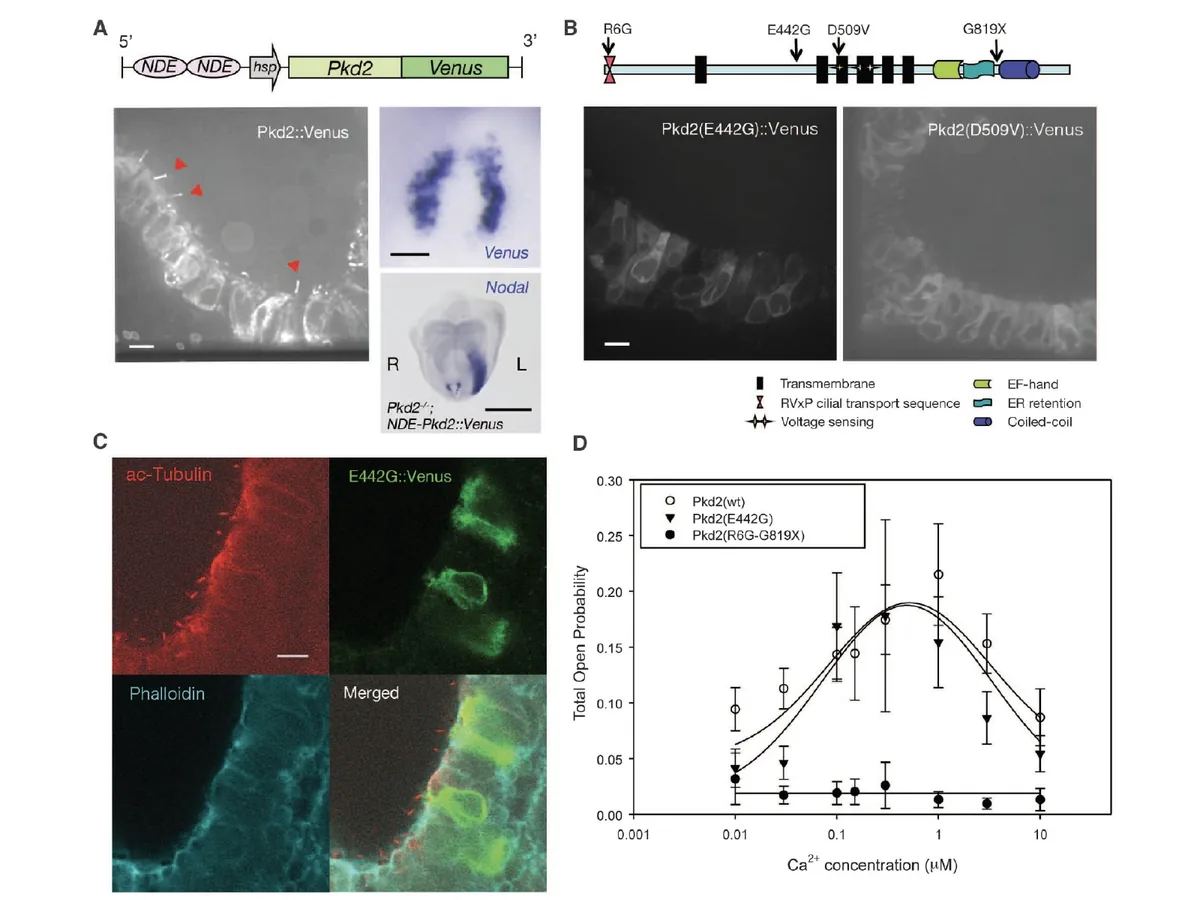 Pkd2::Venus ומוטציות ב־Pkd2: בדיקה האם החלבון מגיע ל־primary cilia והאם מתקבל rescue.