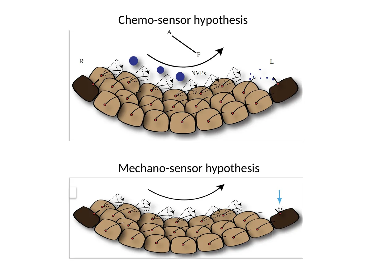 שתי השערות להפעלת Crown cells על ידי Nodal Flow: chemo-sensor מול mechano-sensor.