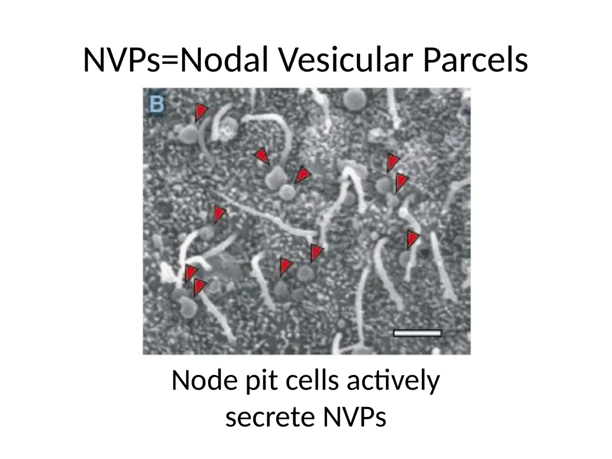 NVPs על פני ה־Node: וסיקולות המופרשות על ידי Pit cells.