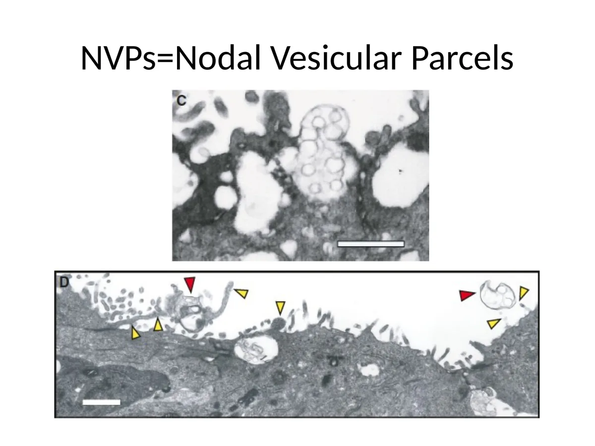 NVPs במיקרוסקופ אלקטרוני: וסיקולות ליד microvilli של תאי Pit.