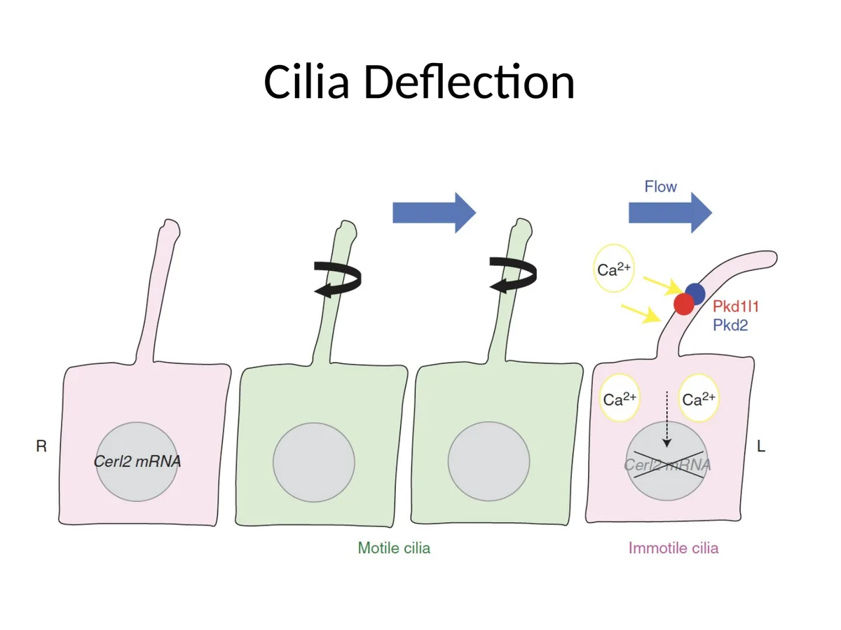 Cilia deflection: Nodal Flow מכופף primary cilia בצד שמאל ופותח תעלות סידן.
