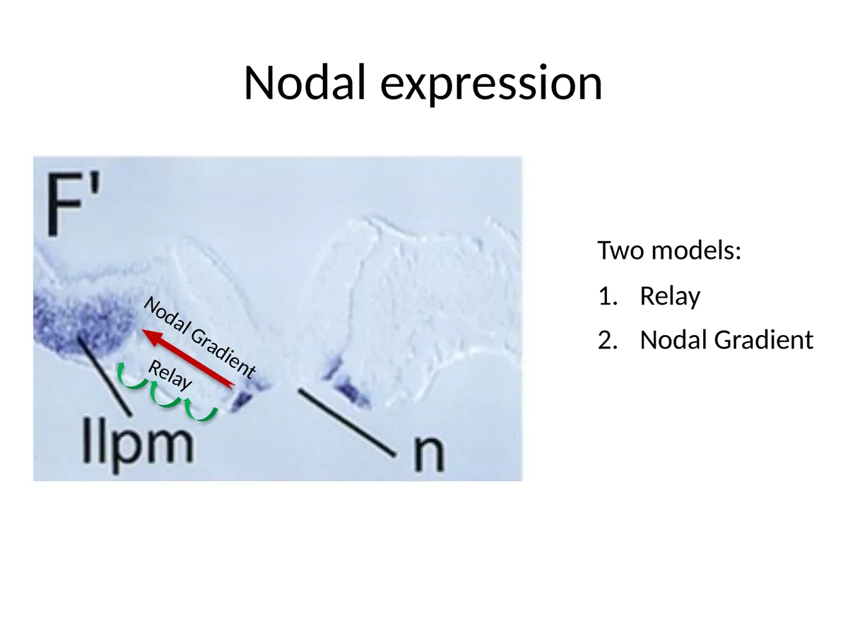 ביטוי Nodal מה־Node אל ה־left lateral plate mesoderm.