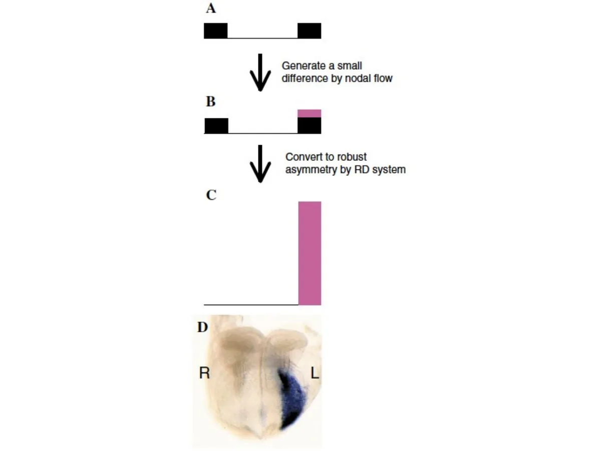 Reaction-Diffusion: שינוי קטן סביב ה־Node הופך לא־סימטריה חזקה ב־LPM.