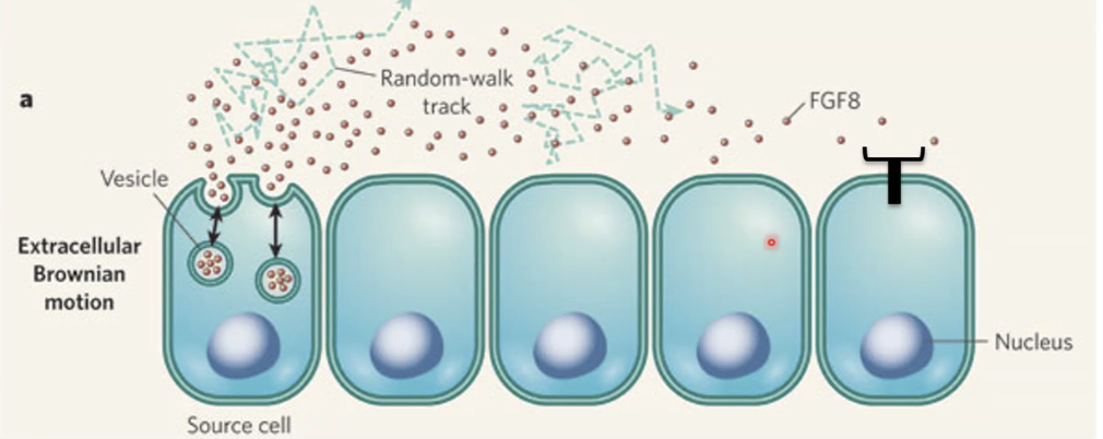 ליגנד מחוץ לתא