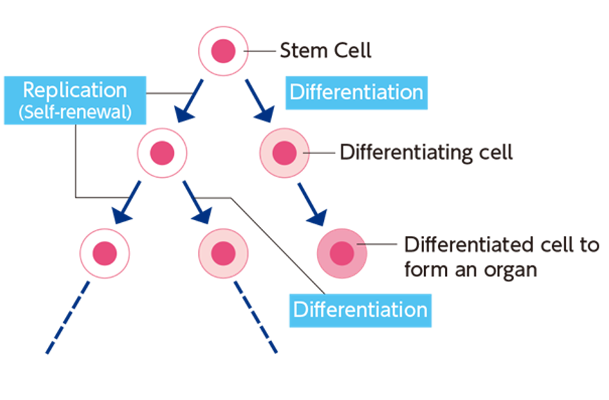 Stem Cell