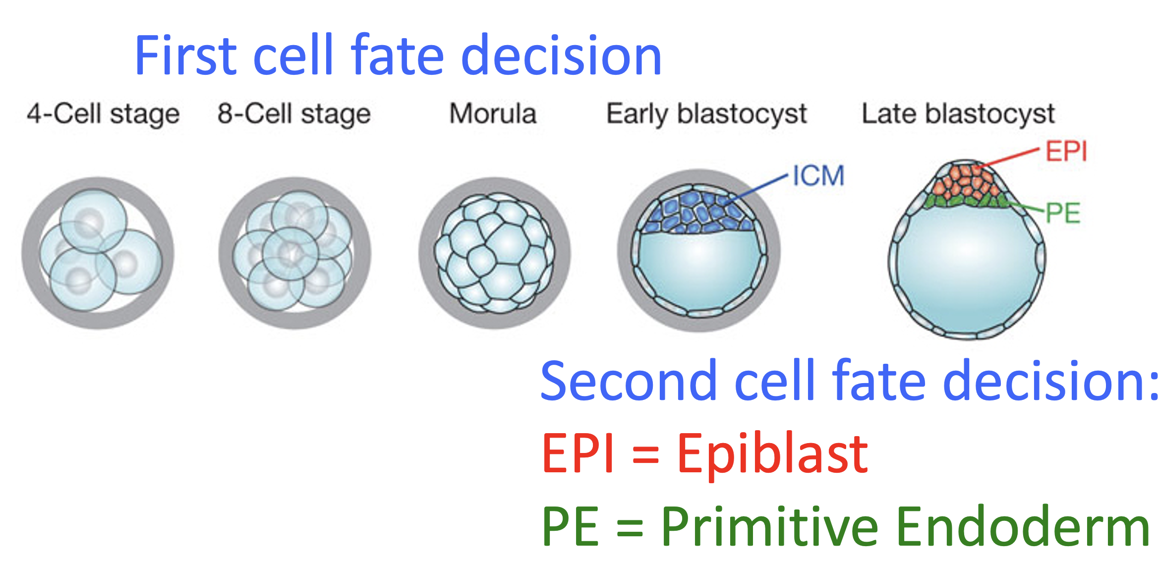 PE - primitive endoderm