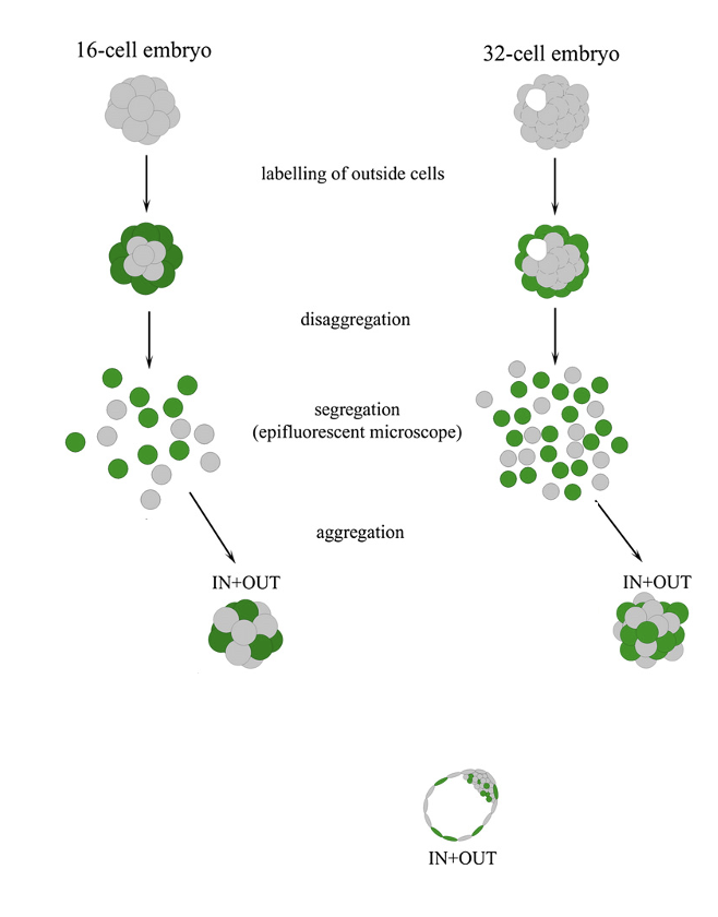 צבען ירוק שנקשר לממברנות