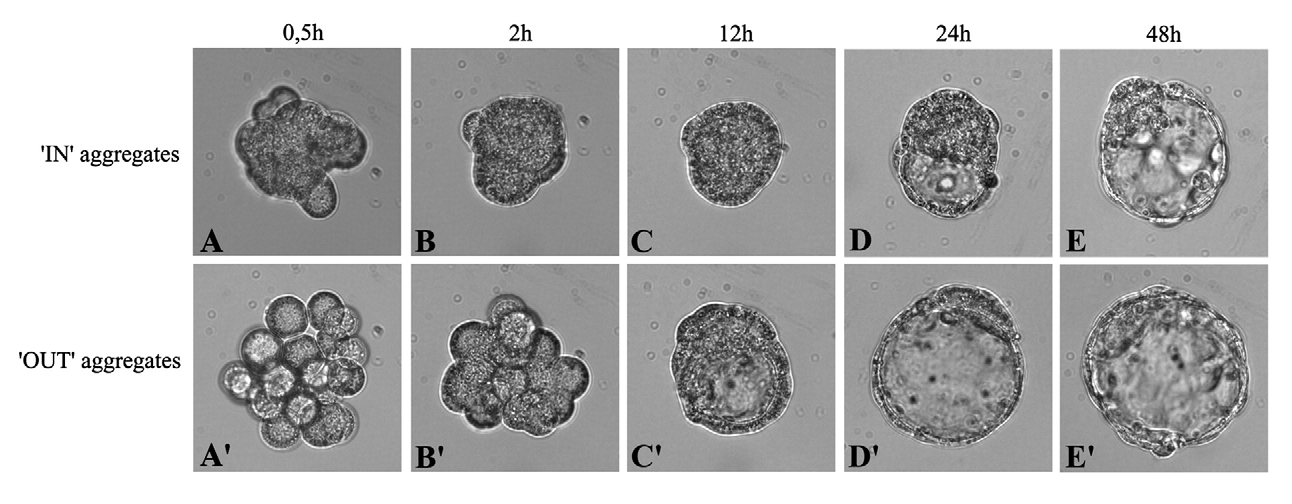 In and OUT aggregates
