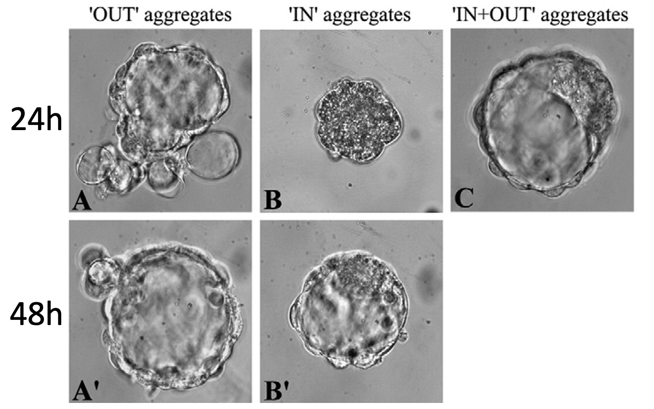 In and OUT aggregates - 32 cells