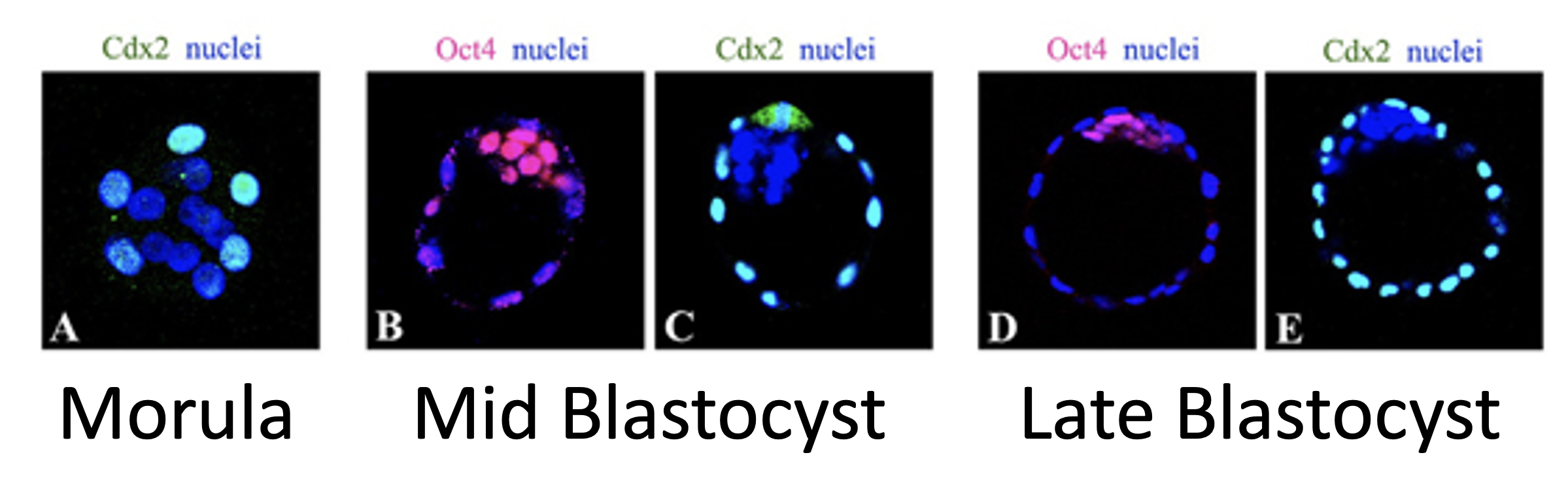 Immunostaining for Cdx2 and Oct4