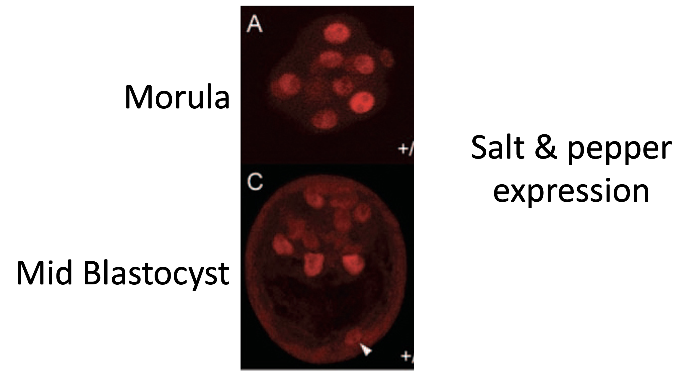 Immunostaining for Nanog