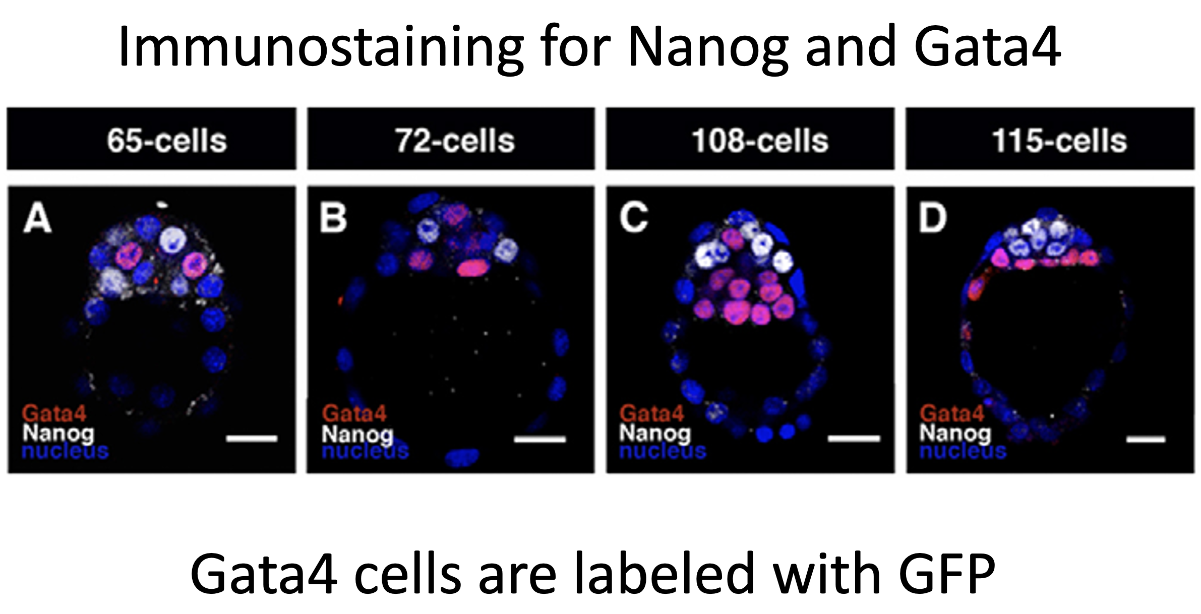 Immunostaining for Nanog and Gata4
