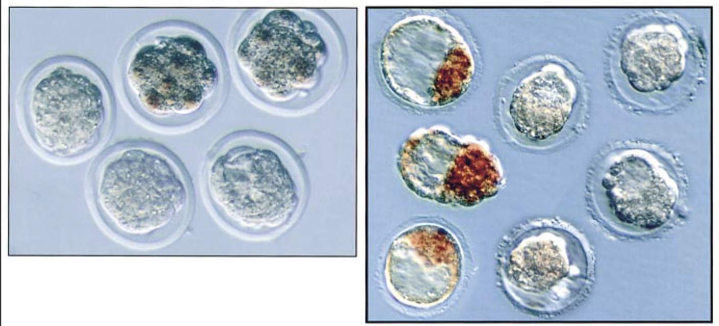 Oct4 loss of function