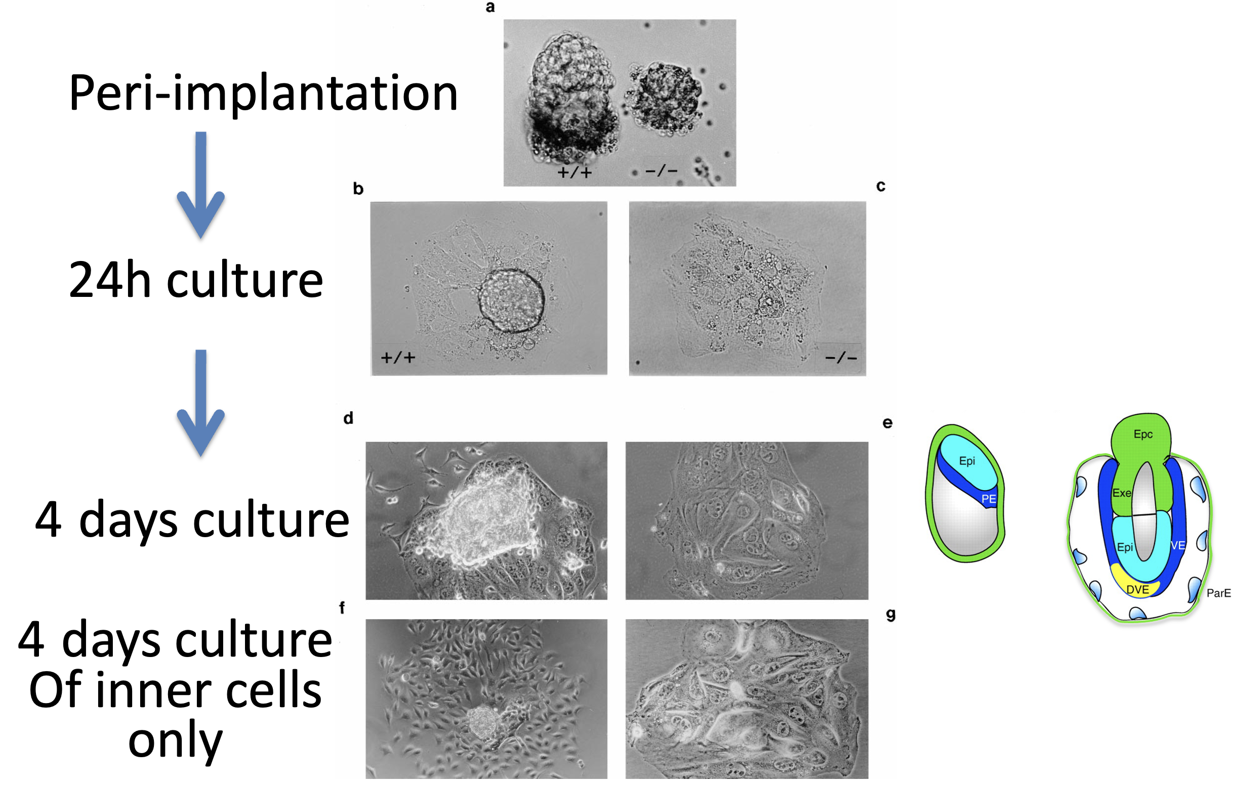 Figure 2. Outgrowth Cultures of Intercross Embryos (A–C) Peri-implantation stage (5.25 days) wild-type (1/1) and homozygous Oct4 mutant embryos (2/2) freshly dissected from nascent implantation sites (A) after overnight culture (B and C). (D and E) Whole 3.5-day blastocyst cultures after 4 days. (F and G) Cultures of immunosurgically isolated internal cells after 4 days. (D and F), Wild type; (E and G), homozygous Oct4 mutant. Objective magnification: (A) 34; (B–G) 310.