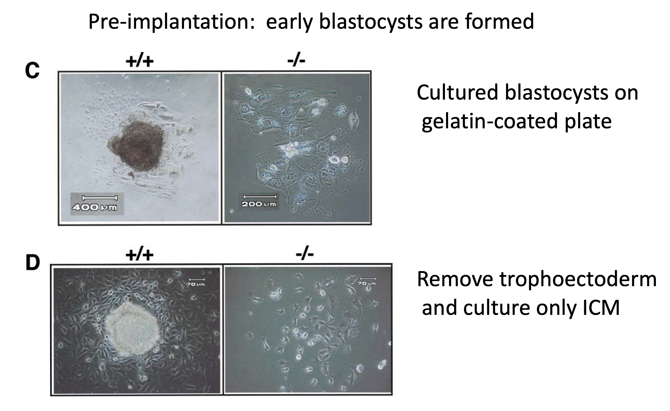 When cultured on gelatin-coated plate, however, ICM of nanog null blastocysts failed to proliferate (Figure 6C). To further clarify the fate of mutant ICM, we removed trophectoderm by immunosurgery. ICM deficient in nanog did not persist as undifferentiated masses in vitro but differentiated completely into parietal endoderm-like cells within 4 days (Figure 6D). In contrast to oct3/4 null ICM (Nichols et al., 1998), no trophoblast differentiation was observed. These data demonstrated that Nanog is essential for maintenance of pluripotency of ICM at a stage after the initial requirement for Oct3/4.
