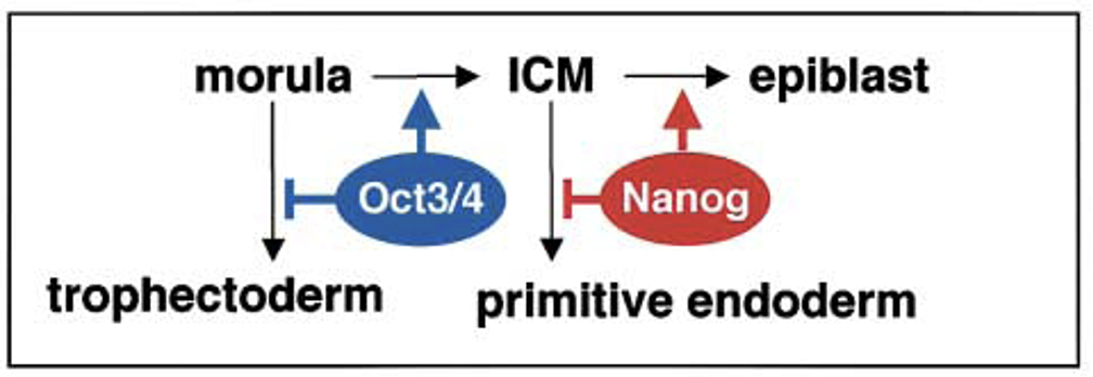 Totypotency vs. Pluripotency