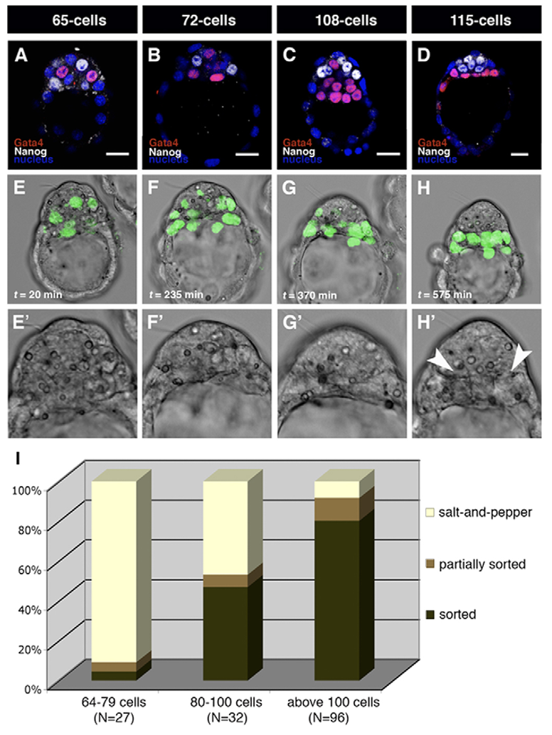 Fig. 5. Changes in EPI and PrE marker expression correlate with GFP-positive cell behav (A-D) Immunolocalisation of Gata4 and Nanog in the ICM of embryos of 64 cells or more.