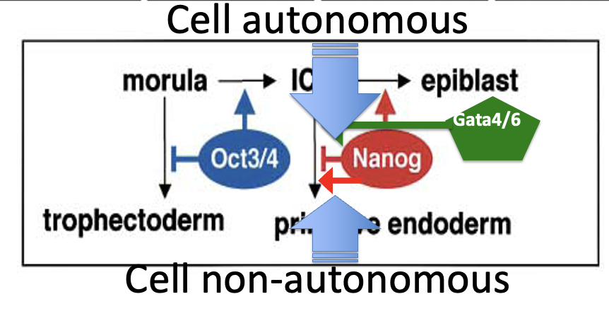 Autonomous and non-autonomous