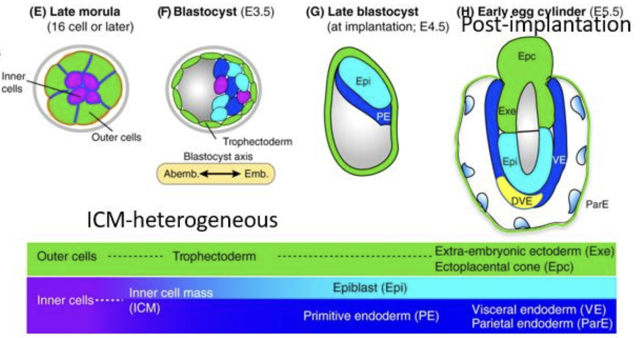 Post-implantation