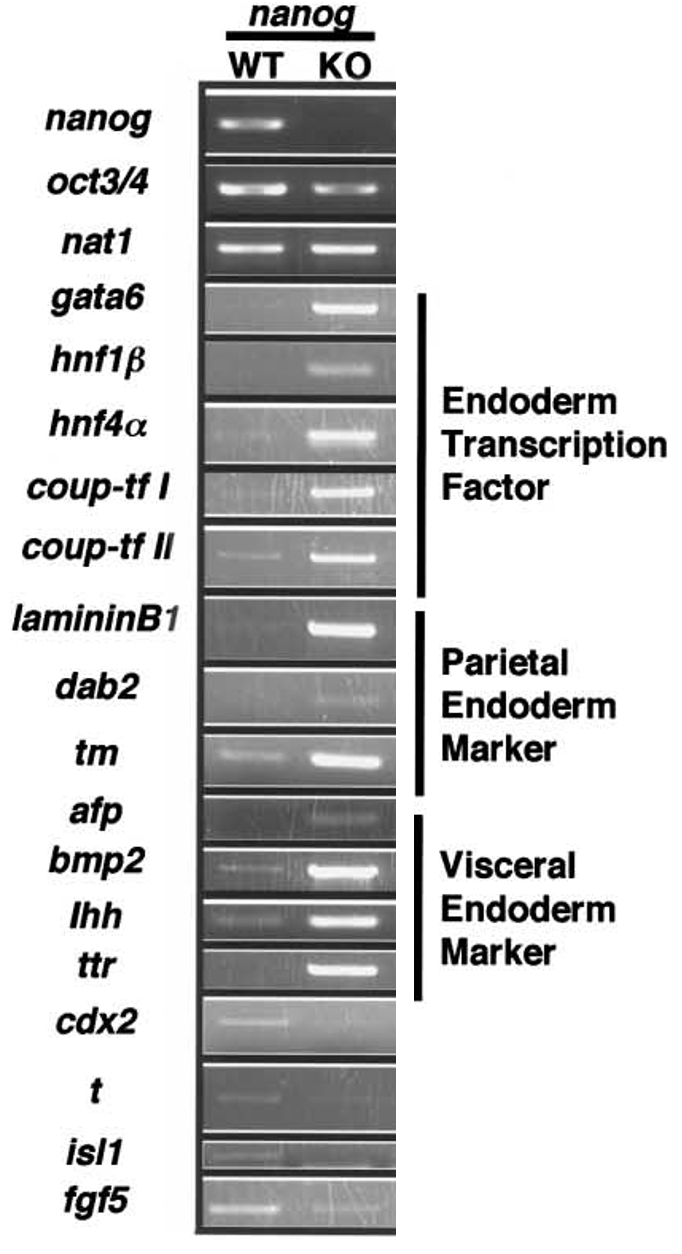 RT-PCR