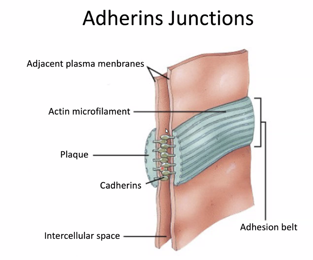 Adherins junctions