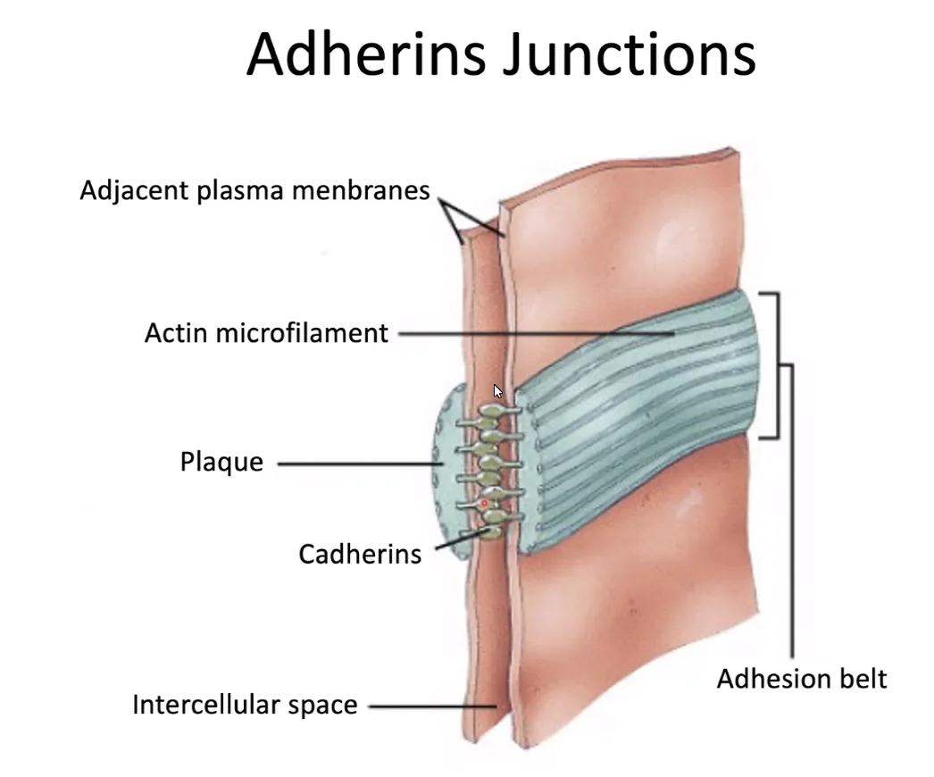 Adherins junctions