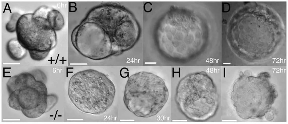 Cdx2 loss of function