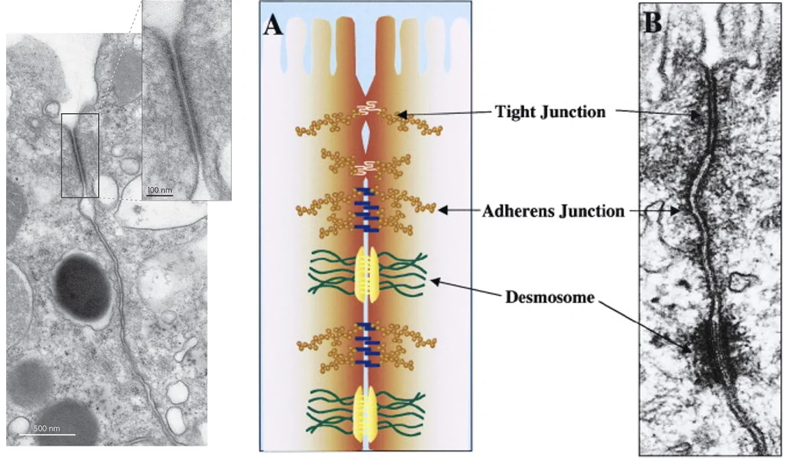 Tight Junctions & Adherens Junctions