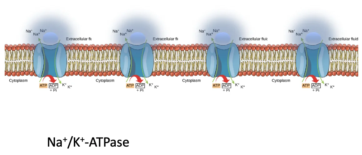 Na+/K+-ATPase