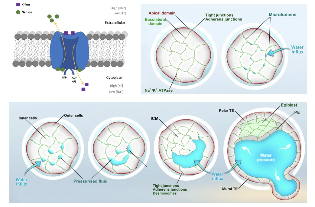 יצירת ה־Blastocoel בעובר עכבר: משאבות Na⁺/K⁺ ATPase באזור הבזולטרלי יוצרות מפל אוסמוטי שמושך מים אל בין התאים. לאחר קומפקציה ופולריזציה, Tight junctions ו־Adherens junctions סוגרים את העובר כמחסום אפיתליאלי, ומים הנכנסים פנימה יוצרים תחילה Microlumens קטנים. החללים הקטנים מתרחבים ומתאחדים בהדרגה עד ליצירת Blastocoel מרכזי, לצד הבחנה בין תאי ICM לבין TE.