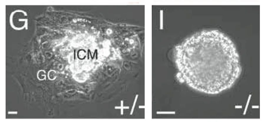 (G-I) Trophoblast outgrowth formation assay. Blastocysts (3.5 dpc) from Cdx2+/– intercrosses were individually cultured in tissue culture plates uncoated or pre-coated with ECM substrate. (G) Outgrowth of a Cdx2+/– embryo. (H,I) Cdx2–/– embryos failed to attach, and formed a rounded mass of cells devoid of a typical blastocoel. Parietal endoderm cells were detected in some Cdx2–/– embryos cultures (K; arrowheads).