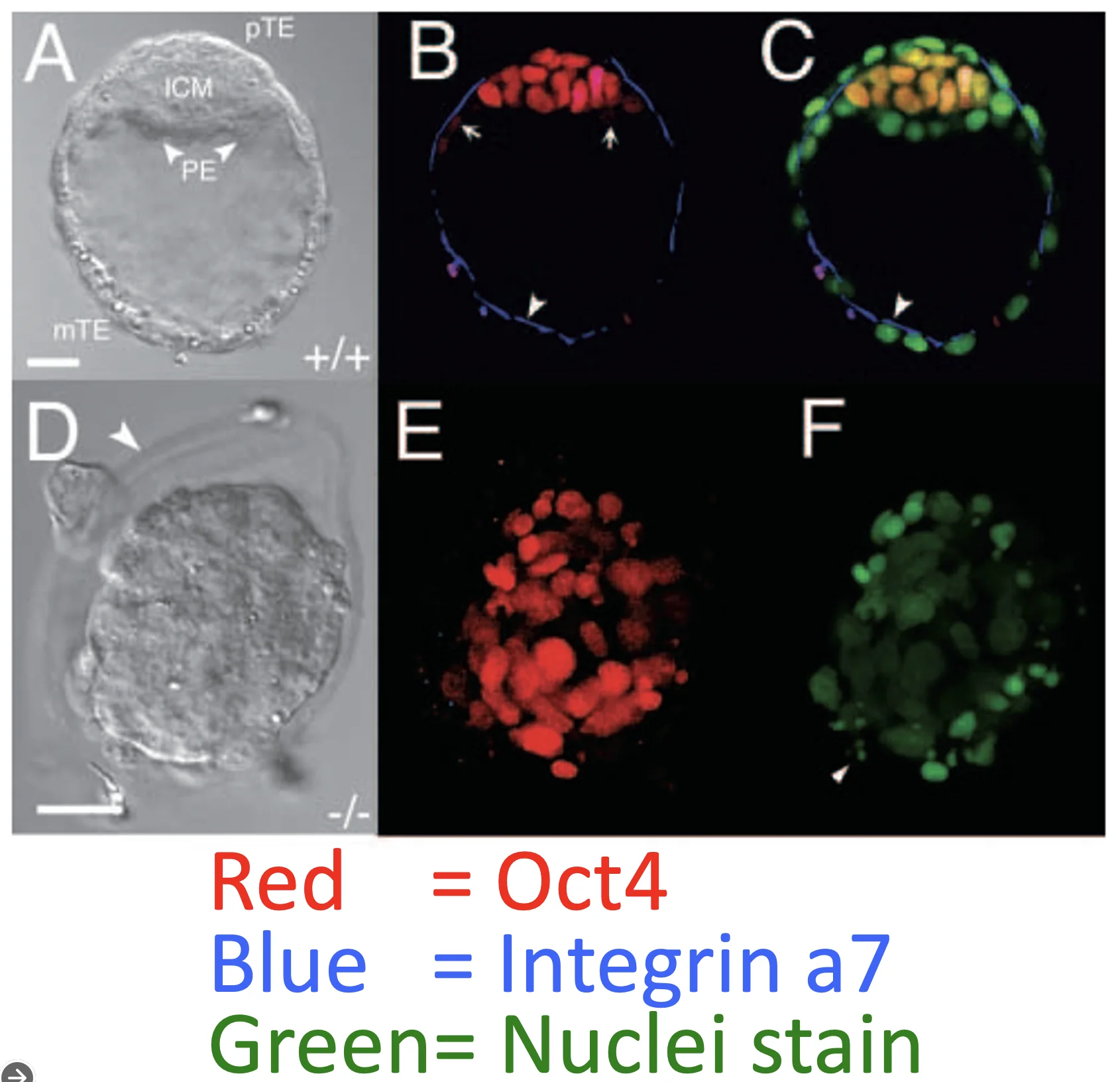 Fig. 4. Reduced expression of trophectoderm markers in Cdx2–/– blastocysts. (A) DIC image of Cdx2+/+ 4.5 dpc blastocyst. Mural TE (mTE), polar TE (pTE), inner cell mass (ICM) and primitive endoderm (PE, arrowheads) indicated. (B) Immunolocalization of Oct4 (red), integrin α7 (blue) in embryo shown in A. Oct4 levels are reduced in the PE (arrows). Integrin α7 is specifically expressed in the trophectoderm (arrowheads in B,C). (C) Composite image of B and YOYO-1 (green, nuclear staining) (B and C are single optical sections). (D) DIC image of Cdx2–/– 4.5 dpc, a littermate of the embryo shown in A, encased in its zona pellucida (arrowhead). (E) Oct4 (red) and integrin α7 (blue) in embryo shown in D. Integrin α7 expression is undetectable, while Oct4 expression is found in almost all cells (compare E with F). (F) YOYO-1 (green) staining in embryo shown in D,E. Many nuclei are fragmented (e.g. arrowhead) (E,F are projected image composed of 10 confocal optical sections). Scale bars: 20 μm.