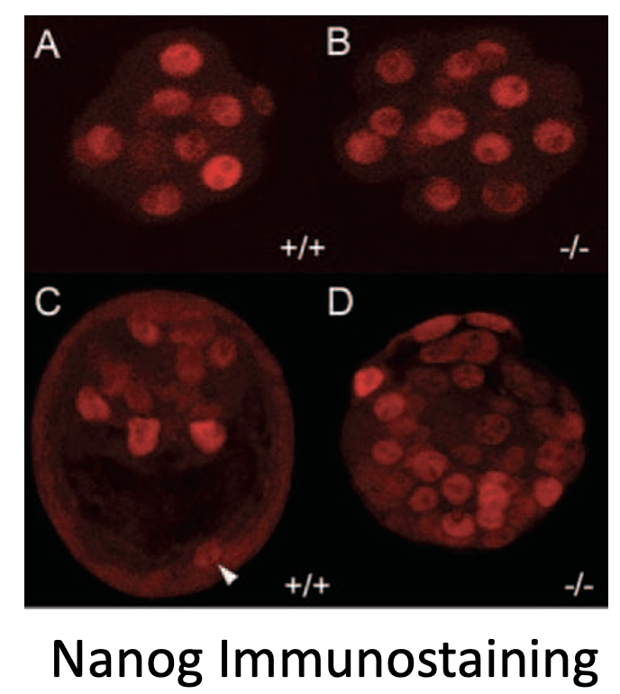 Nanog Immunostaining - salt and paper
