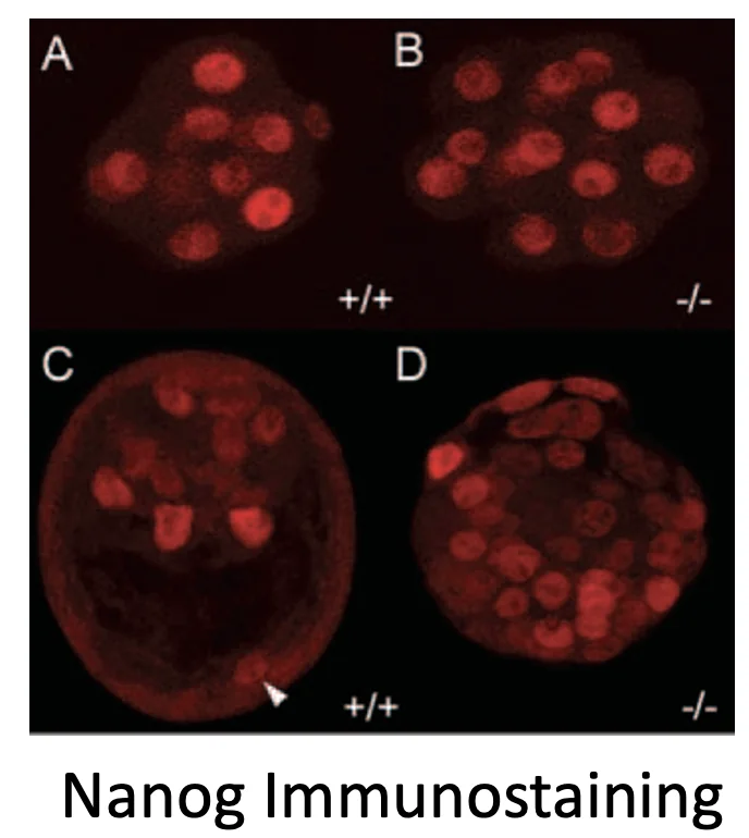 Nanog Immunostaining - salt and paper