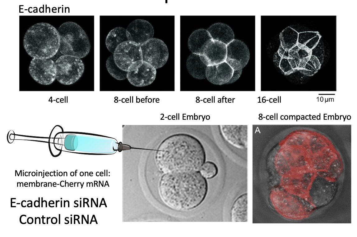 Figure 3 E-cadherin localization changes during preimplantation development. E-cadherin is distributed throughout the membrane until the late 8-cell stage. Then, it begins to accumulate in cell–cell junctions and is predominantly localized to basolateral regions by the 16-cell stage. Figure 2 E-cadherin is required for cell–cell adhesion and embryo compaction. (A) Microinjection of one cell at the 2-cell stage results in an embryo expressing a control siRNA and a membrane-Cherry marker in half of its cells. The transgenic cells have normal morphology and integrate into the compacting embryo mass. (B) An siRNA targeting E-cadherin reduces cell–cell adhesion in the transgenic half of the embryo. The nontransgenic cells compact normally but the E-cadherin knockdown cells are very spherical and do not integrate into the embryo mass. (C) Treating the embryo with the DECMA-1 E-cadherin function-blocking antibody reduces adhesion and causes all cells to become very spherical. The embryo does not compact. Scale bar 10 μm.