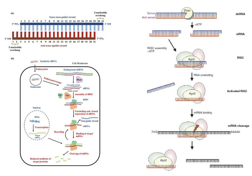 Small interference RNA (siRNA)