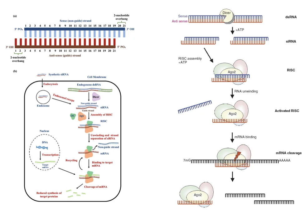 Small interference RNA (siRNA)