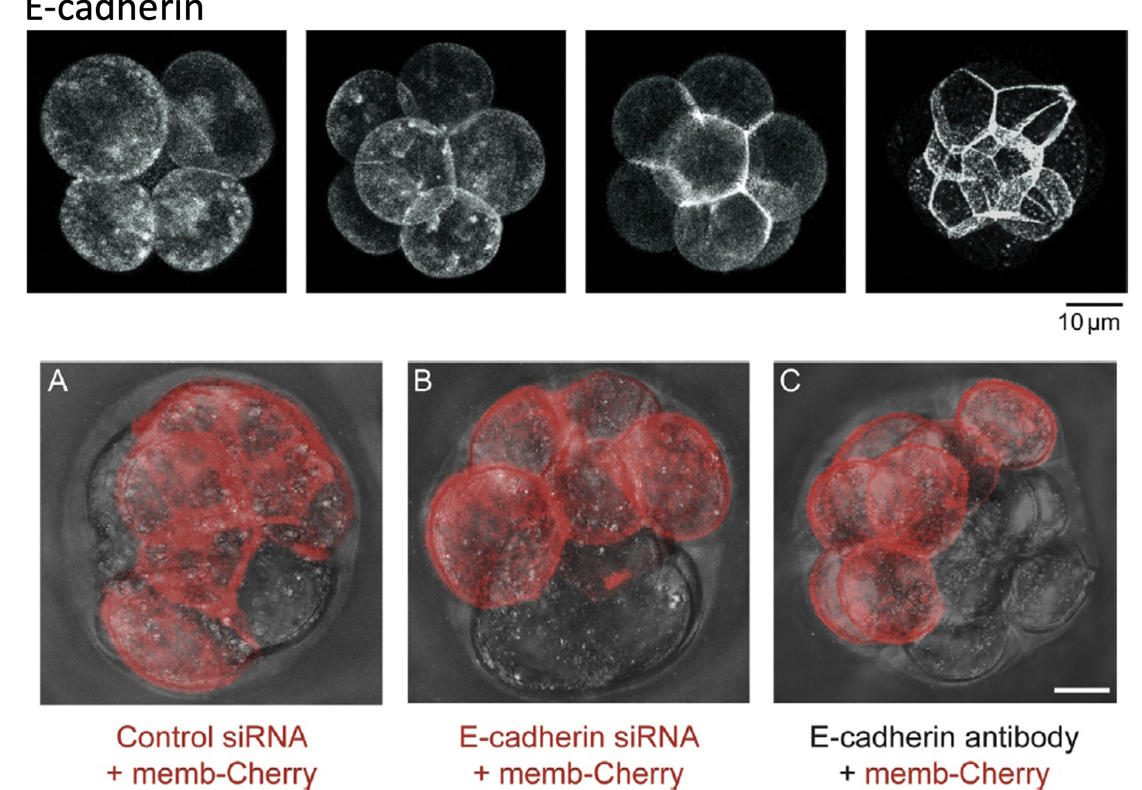 Figure 3 E-cadherin localization changes during preimplantation development. E-cadherin is distributed throughout the membrane until the late 8-cell stage. Then, it begins to accumulate in cell–cell junctions and is predominantly localized to basolateral regions by the 16-cell stage.