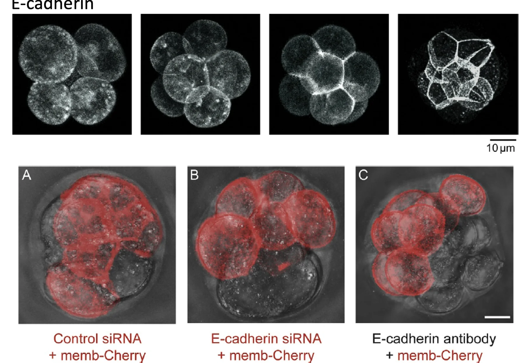 Figure 3 E-cadherin localization changes during preimplantation development. E-cadherin is distributed throughout the membrane until the late 8-cell stage. Then, it begins to accumulate in cell–cell junctions and is predominantly localized to basolateral regions by the 16-cell stage.
