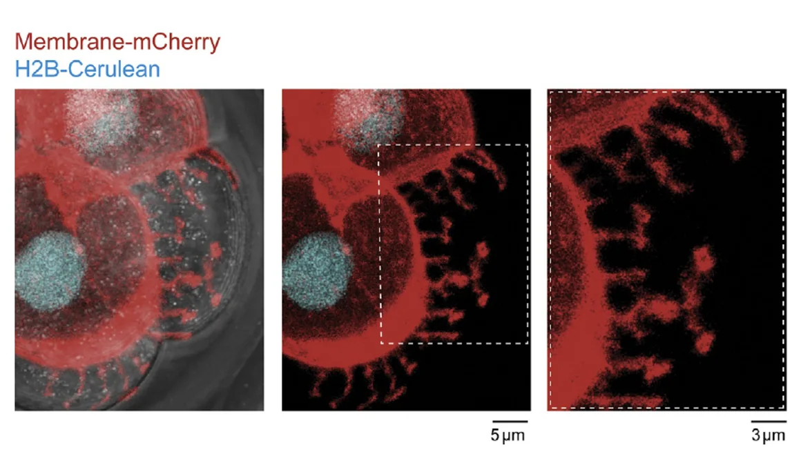 Figure 4 E-cadherin-dependent filopodia control embryo compaction. Two cells labeled with a mCherry protein targeted to the cell membrane extend filopodia over their non-labeled neighbors during compaction at the late 8-cell stage. Dashed box shows filopodia at higher magnification.