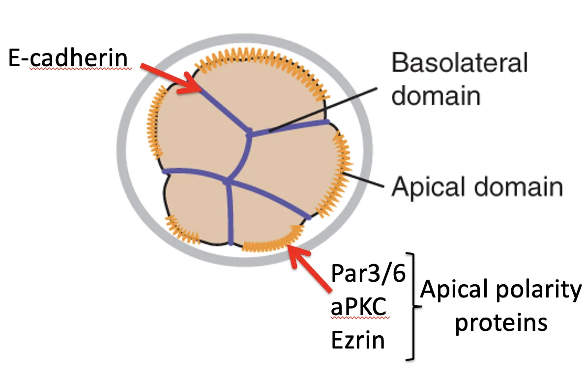 Polarization