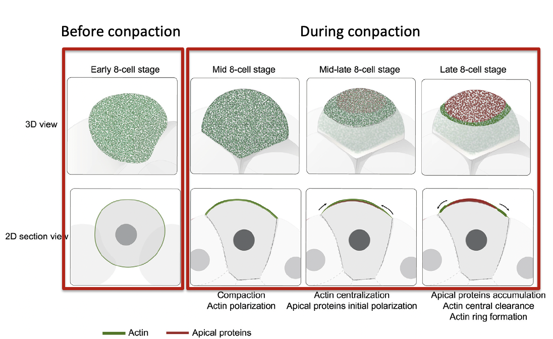 Movements of actin and apical polarity protein during the apical domain formation. In the first few hours of apical domain formation, the actin becomes polarized to the cell-contact free surface, concurrent with cell compaction. As the actin becomes further centralized to the cell-contact free surface, the apical proteins also polarize to the center of the cell-contact free surface. The accumulation of apical proteins excludes actin to the periphery, to form the actomyosin ring.