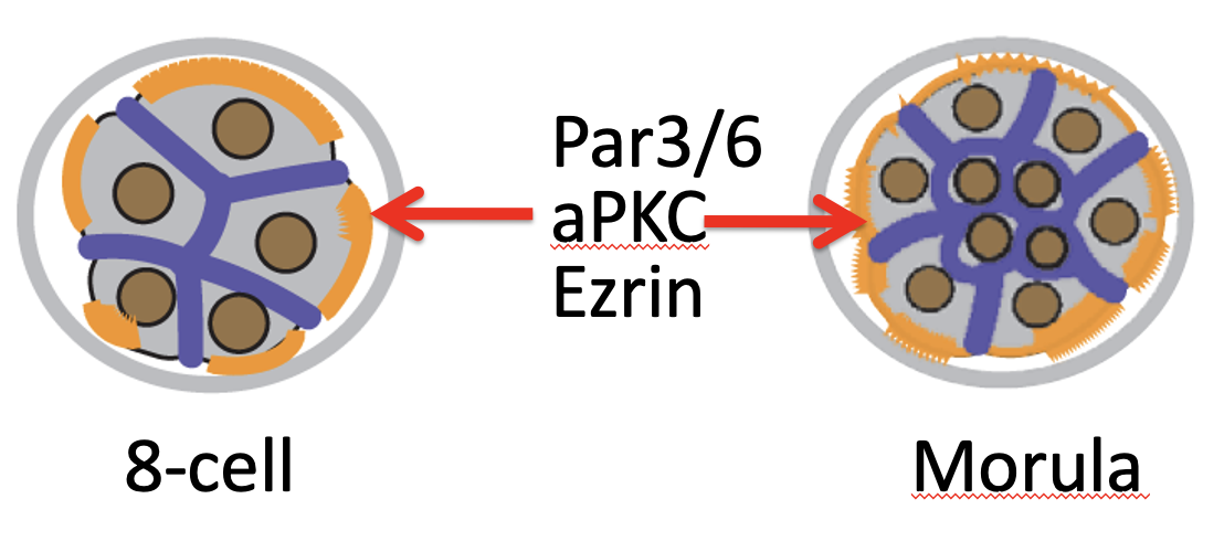 the connection between cell polarity and localization