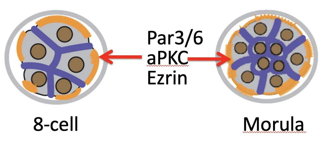 the connection between cell polarity and localization