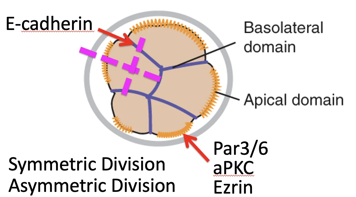 Division plane