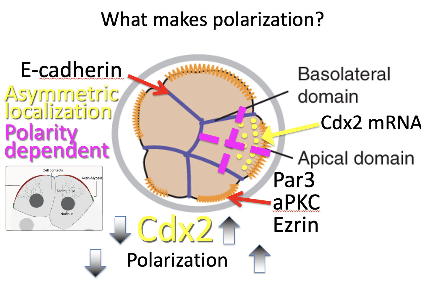 What makes polarization