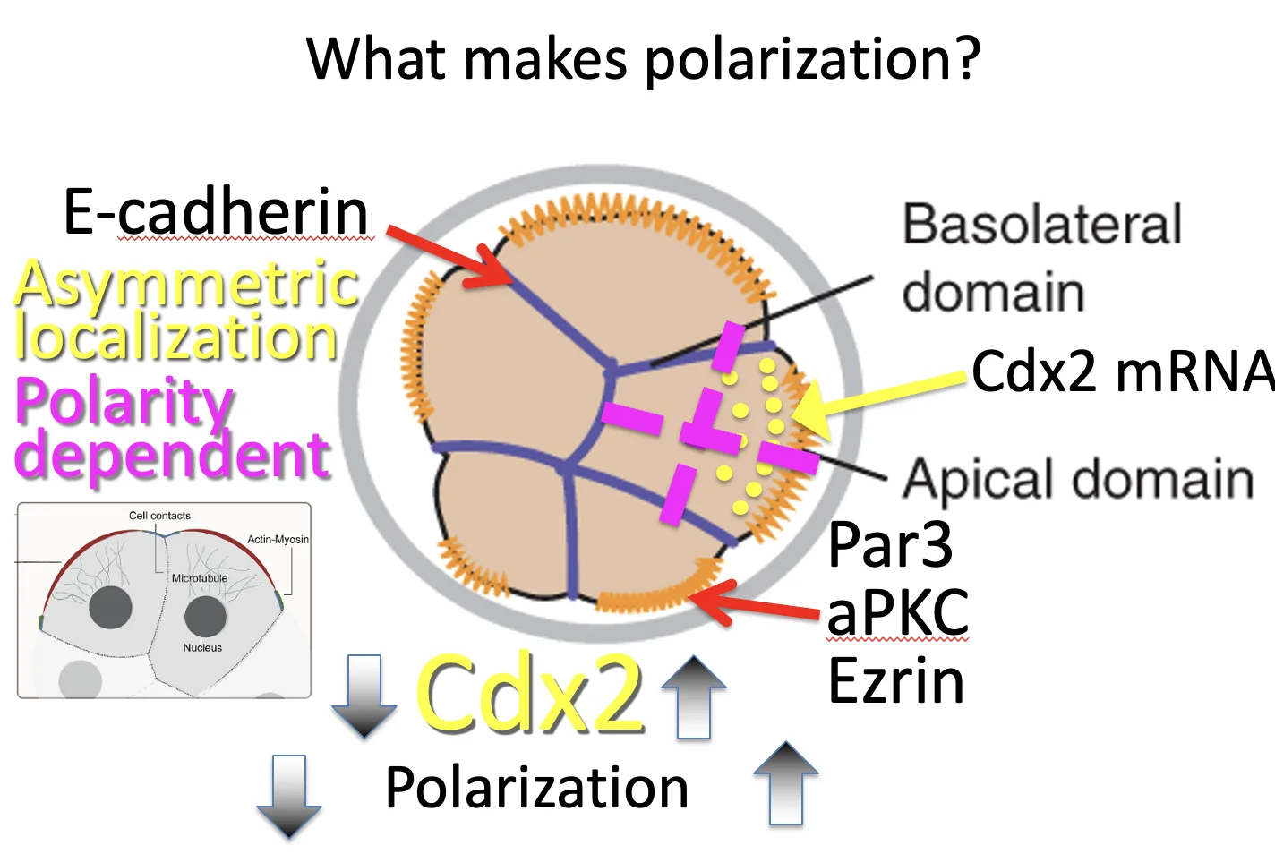 What makes polarization