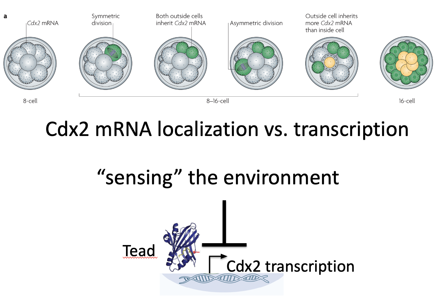 Cdx2 mRNA localization vs. transcription