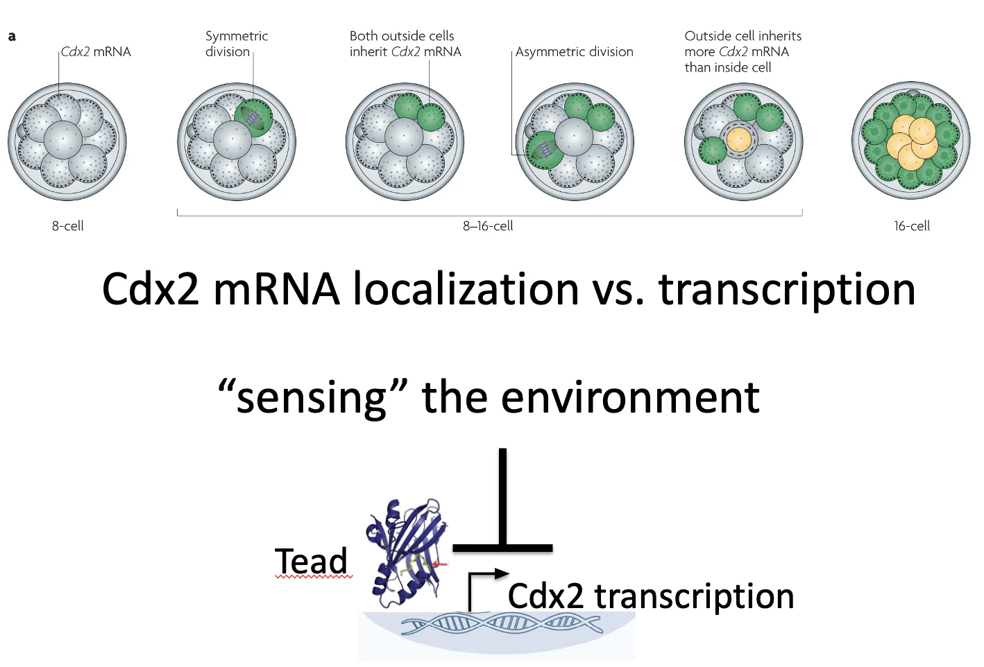 Cdx2 mRNA localization vs. transcription