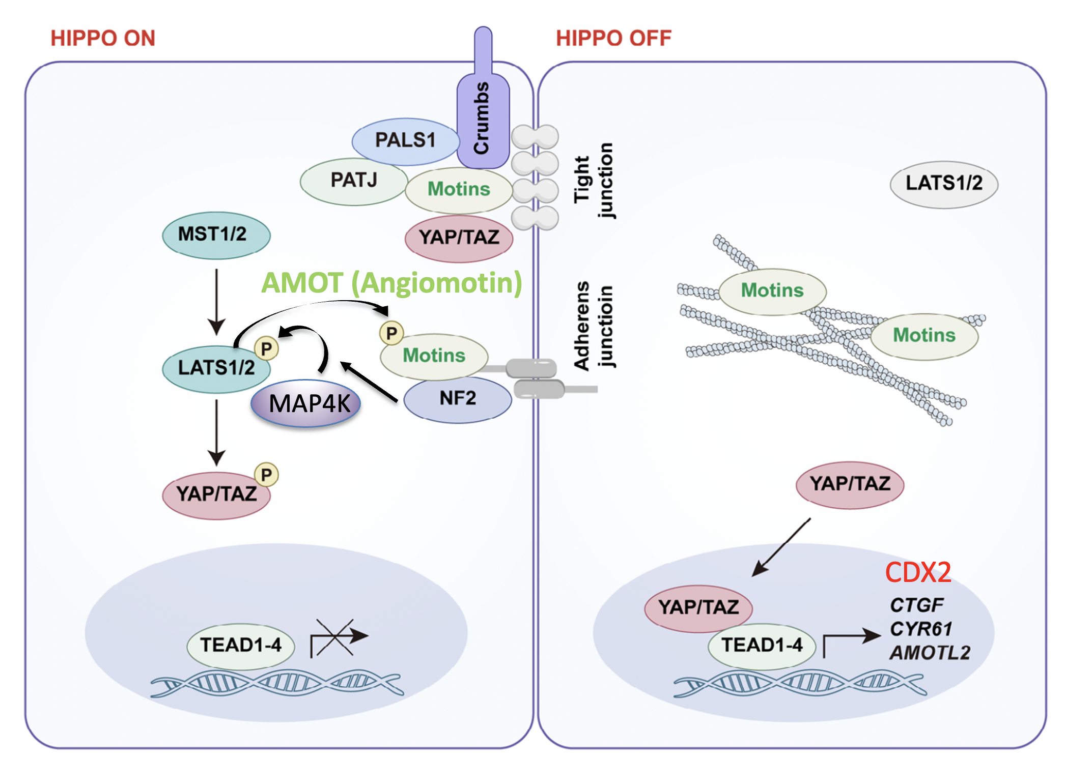 Motins are components of the Hippo signaling pathway: Motins directly interact with YAP/TAZ, leading to the sequestration of YAP/TAZ at apical junctions. In addition, Motins facilitate the release of NF2 from its auto-inhibitory state, induce interaction between NF2 and LATS1/2, and activate LATS1/2, leading to YAP/TAZ inhibition. On the contrary, Motins are directly phosphorylated by LATS1/2, which decouples Motins from F-actin. When Hippo signaling is low, dephosphorylated Motins interact with F-actin, and YAP/TAZ translocate into nuclei to induce the expression of target genes.